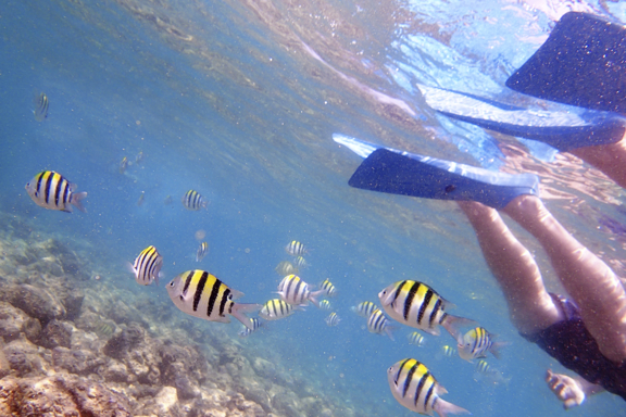 SNORKELING IN OAHU